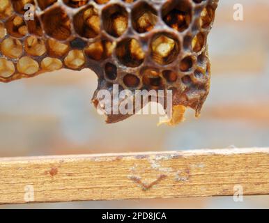 Eine offene Königin-Kammer, aus der eine neugeborene Bienenkönigin hervorging Stockfoto