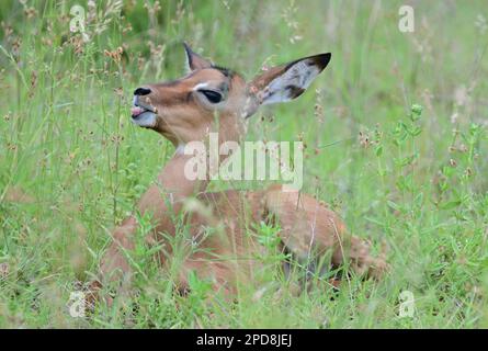 Impala Lamm Probierblume, Krüger-Nationalpark, Südafrika Stockfoto