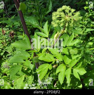 Medizinisches, ätherisches Öl, Honig, Nahrungspflanze - Angelica Archangelica wächst in der Wildnis Stockfoto