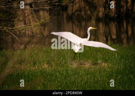 Ardea alba, ein großer Egret, kommt für eine sanfte Landung in einem Sumpf in der Nähe von Starkville, Mississippi. Stockfoto
