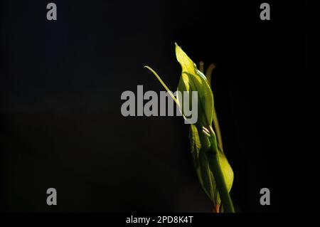 Hypericum majus, große Johanniskraut beginnt zu blühen, während der Frühling beginnt, sich zu zeigen. Stockfoto