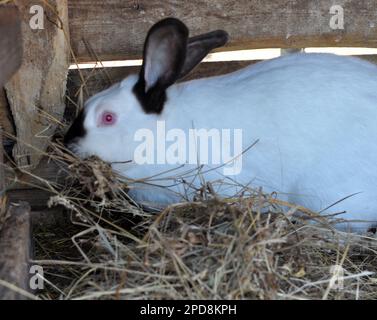 Schwangere weibliche Kaninchen aus Kalifornien mit Heu in den Zähnen zum Nisten vor der Geburt des Babys Stockfoto