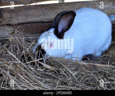 Schwangere weibliche Kaninchen aus Kalifornien mit Heu in den Zähnen zum Nisten vor der Geburt des Babys Stockfoto