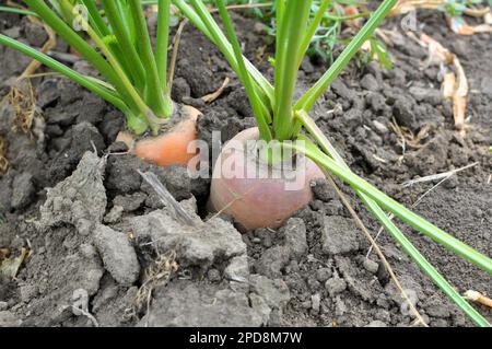 Karotten wachsen im Garten auf offenem organischem Boden Stockfoto