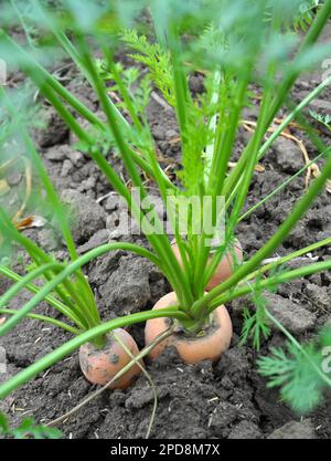 Karotten wachsen im Garten auf offenem organischem Boden Stockfoto