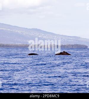 Foto eines Wals in La Reunion Stockfoto