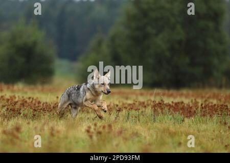 Wolf Junge läuft im Blütengras Wolf aus Finnland. Grauer Wolf, Canis lupus, auf der Sommerwiese. Wolf im Naturlebensraum. Stockfoto