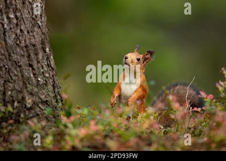 Süßes rotes Eichhörnchen mit langen spitzen Ohren in der Herbstszene mit hübschem Laubwald im Hintergrund. Finnland Wildtiere. Stockfoto