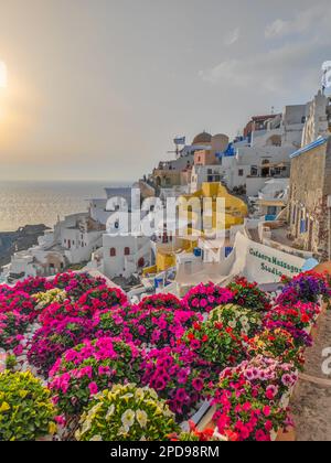 Oia, Dorf in Santorini, Griechenland. Malerischer Blick auf traditionelle kykladische Häuser von Santorin mit großem Blumengarten im Vordergrund und Sonnenuntergang Stockfoto