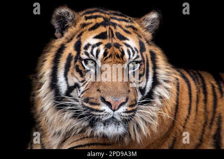 Männlicher Sumatra-Tiger (Nahaufnahme) vor dunklem Hintergrund Stockfoto