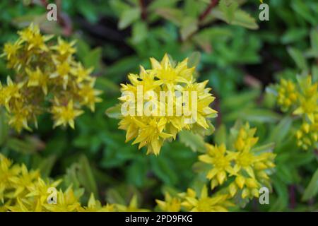 Gelbe Blume von Sedum Kamtschaticum Stockfoto