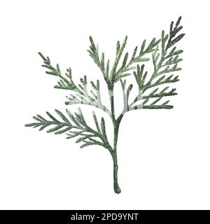 Thuja occidentalis-Zweig mit Zapfen. Garten immergrner Busch,  Weihnachtsdekoration, Heilpflanze. Mit der Hand zeichnen Sie Aquarelle,  botanische Illustrationen Stockfotografie - Alamy