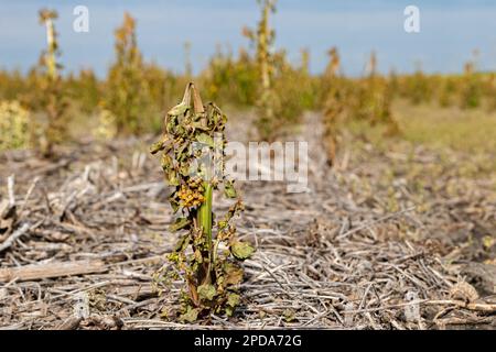 Butterweed-Unkraut nach Herbizid-Sprühen auf dem Feld. Unkrautbekämpfung, Herbizidresistenz und Bewirtschaftungskonzept. Stockfoto