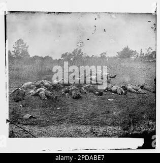 Gettysburg, Pennsylvania. Konföderierte tot, Blick auf den Obstgarten auf der Rosenfarm, 5. Juli 1863. Bürgerkriegsfotos, 1861-1865. Usa, Geschichte, Bürgerkrieg, 1861-1865. Stockfoto