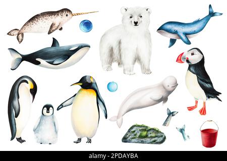 Aquarellfarben-Set von Tieren der Arktis und Antarktis isoliert auf weißem Hintergrund. Handbemalte, realistische Meeressäuger, einschließlich King-Pinguin-Familie Stockfoto
