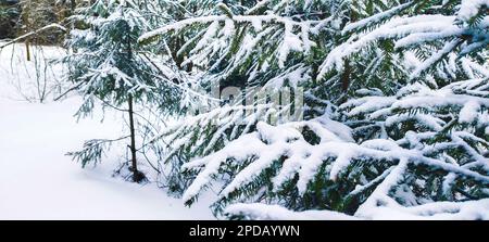 Die untergehende Sonne in einem Sumpf in Ontario, Kanada, blickt durch die schneebedeckten Äste. Stockfoto