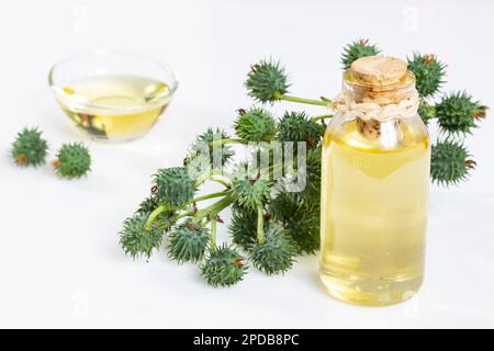 Früchte Grün und Rizinusöl - Ricinus communis Stockfoto