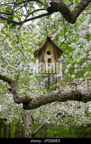 Ein rustikales, handgemachtes Vogelhaus hängt vom blühenden Apfelbaum, Hansel's Obstgarten, North Yarmouth Maine, USA Stockfoto