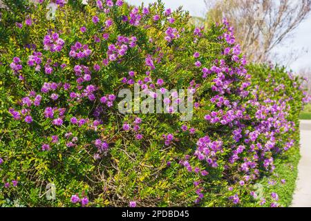 Die strauchpflanze veronica oder hebe, eine Zierpflanze mit wunderschönen rosa-violetten Blumen, die entlang des Fußwegs im Stadtpark gepflanzt wurde Stockfoto