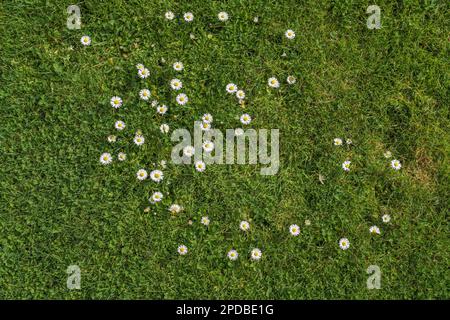 Blumenhintergrund. Grünes Gras und kleine weiße Marguerite-Gänseblümchen am frühen Morgen im Garten Stockfoto
