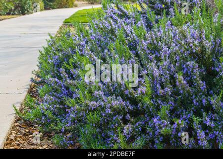 Rosmarin in Blüte im Stadtpark. Rosmarinbüsche entlang des Fußwegs bilden eine wunderschöne, niedrige Hecke Stockfoto