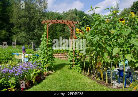 Ein Pfad durch einen hölzernen Dorn gesäumt mit Sonnenblumen in einem blühenden Gemeindegarten in Maine USA Stockfoto