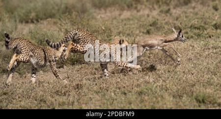 Junger Gepard jagt einen jungen Impala im Serengeti-Nationalpark in Afrika. Stockfoto