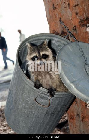 Ein ärgerlicher Raccoon blickt aus einem Mülleimer in einem Strandpark in Florida heraus und hilft sich dabei, USA Stockfoto