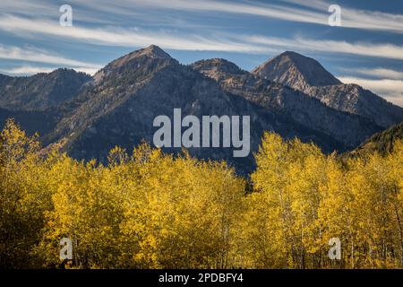 Golden Yellow Aspen Grove in einem Tal unter den Berggipfeln Stockfoto