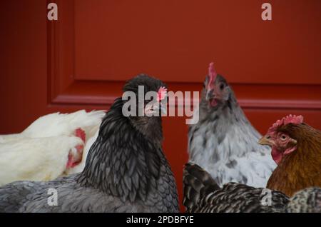 Eine witzig aussehende graue Chicken Mischhuhn, die in ihrer Herde vor einer roten Tür in Maine, USA, steht Stockfoto