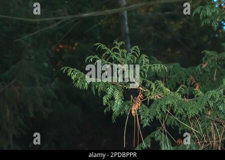 Nahaufnahme eines Astes der Zypresse Chamaecyparis pisifera in einer Hecke im Wintergarten. Stockfoto