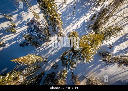 Luftaufnahme mit Blick direkt auf Bäume und schneebedeckten Boden mit Schatten auf dem Boden Stockfoto