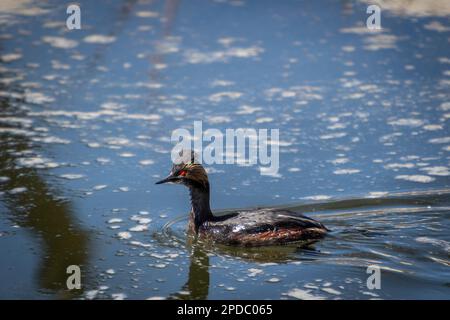 Nahaufnahme des Schwarzhalsgräber-Wasservögels, das auf dem Wasser am See schwimmt Stockfoto