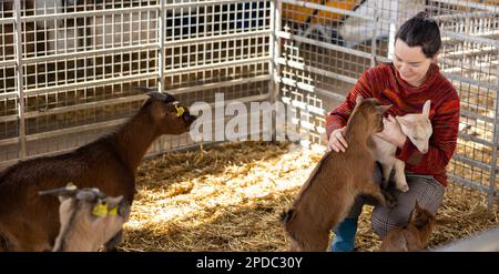 Bäuerin füttert und spielt mit Ziegenlingen Stockfoto