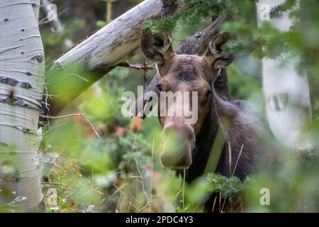 Nahaufnahme der weiblichen erwachsenen Kuhmuschel im Wald mit Blick auf die Kamera, umgeben von Laub Stockfoto