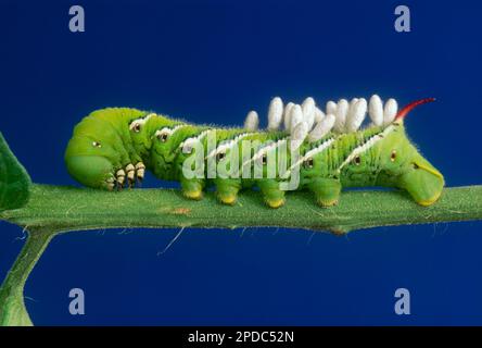 Der Tomatenhornwurm Manduca quinquemaculata, der mit parasitären Wespeneiern auf dem Rücken stirbt, Columbia Missouri, USA Stockfoto