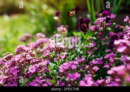 Rosafarbenes Seifenwasser blüht im Sommergarten. Bodendeckersaponaria, die an der Grenze zu burgunderfarbenen Violas blüht. Nahaufnahme der Blüte. Blumenhintergrund. Stockfoto