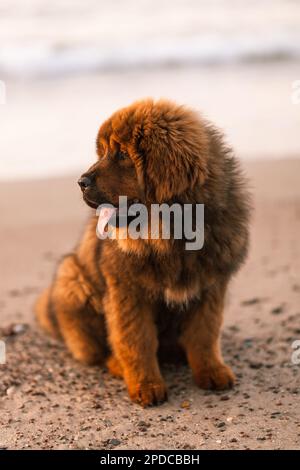 Roter tibetischer Mastiff Welpe am Strand. Stockfoto