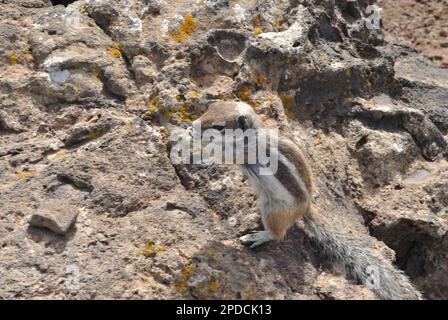 Eichhörnchen von Fuerteventura Stockfoto