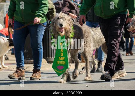 St. Patrick's Day Parade: Irischer Wolfshund mit Kiss Me i'm Irish tie als Teil der Parade . Halifax, Kanada, März 2023 Stockfoto