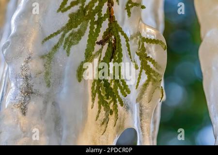 Northern White Cedar, Thuja occidentalis, eiskalte Zweige, Eisvorhänge im Pictured Rocks National Lakeshore bei Munising, Upper Penin Stockfoto