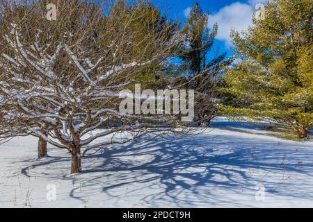 Bäume auf einer längst verstreuten Farm entlang der Munising Ski Trails am Pictured Rocks National Lakeshore, Munising, Upper Peninsula, Michigan, USA Stockfoto