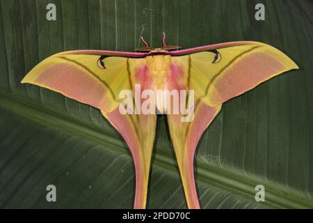 Rosa Geistermotte (ACTIAS rhodopneuma), auf einem Blatt sitzend, Blick auf den Rücken, Vietnam Stockfoto