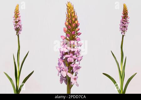 Duftende Orchidee (Gymnadenia conopsea), blühend, verschiedene Pflanzen, komponieren, Österreich Stockfoto