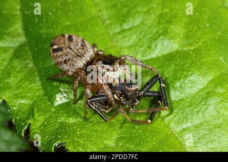 Springspinne (Evarcha arcuata, Evarcha marcgravi), weiblich mit Beute, Deutschland Stockfoto