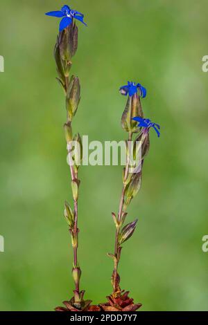 Blase Enzian (Gentiana utriculosa), Blooming, Österreich, Tirol Stockfoto