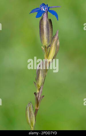 Blase Enzian (Gentiana utriculosa), Blooming, Österreich, Tirol Stockfoto