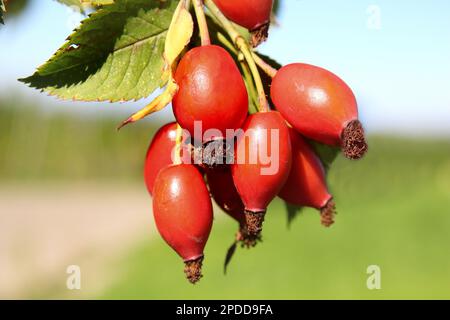 Hunderose (Rosa canina), Hagebutten auf einem Ast, Deutschland Stockfoto
