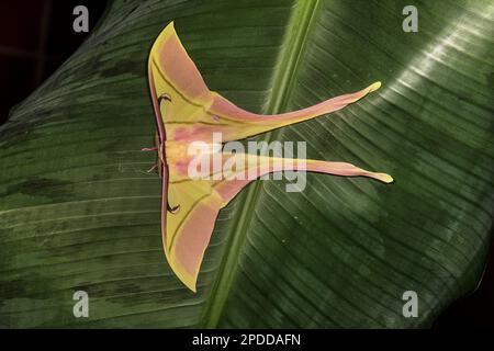 Rosa Geistermotte (ACTIAS rhodopneuma), auf einem Blatt sitzend, Blick auf den Rücken, Vietnam Stockfoto