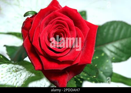 Zierrose (Rosa spec.), rote Rose, Ausschnitt Stockfoto